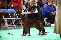 Crufts2011 299